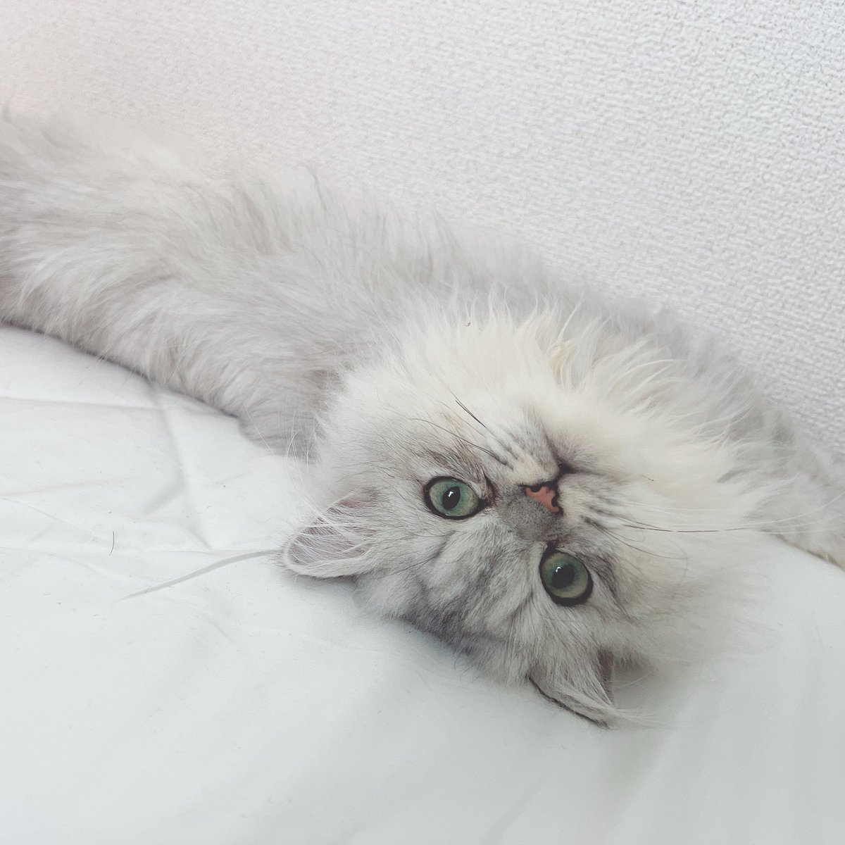 Lilly_raga's tweet photo. ふわふわ触りたいー🙋🏻？

#猫 #猫好きさんと繋がりたい https://t.co/hwBYAM10vK
