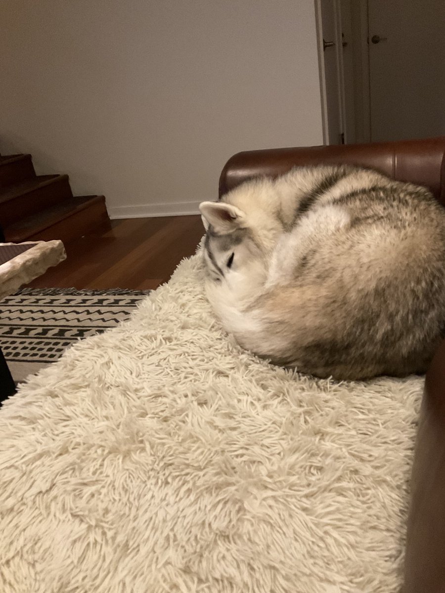 kathygori's tweet photo. Tyrion right this minute. #siberianhusky #dogsoftwitter #sibes https://t.co/Fg2G8A4mBq