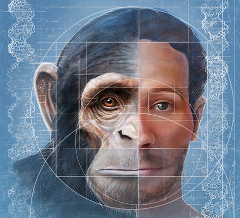seres_curiosos's tweet photo. Minihilo de curiosidad genética: Los chimpancés y gorilas son nuestros parientes más cercanos. Con los primeros compartimos el 99.8% del genoma. Pero, existe una diferencia importante y muy relevante en el número de cromosomas. Somos una excepción entre los grandes simios. https://t.co/WiBmUvRyXt