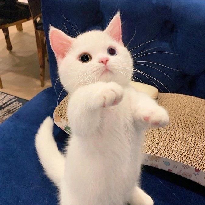 sxpohn's tweet photo. แมวเหมียว🥺🤏🏻 ( #mynameisnanon ) https://t.co/xJQiwaOS9G
