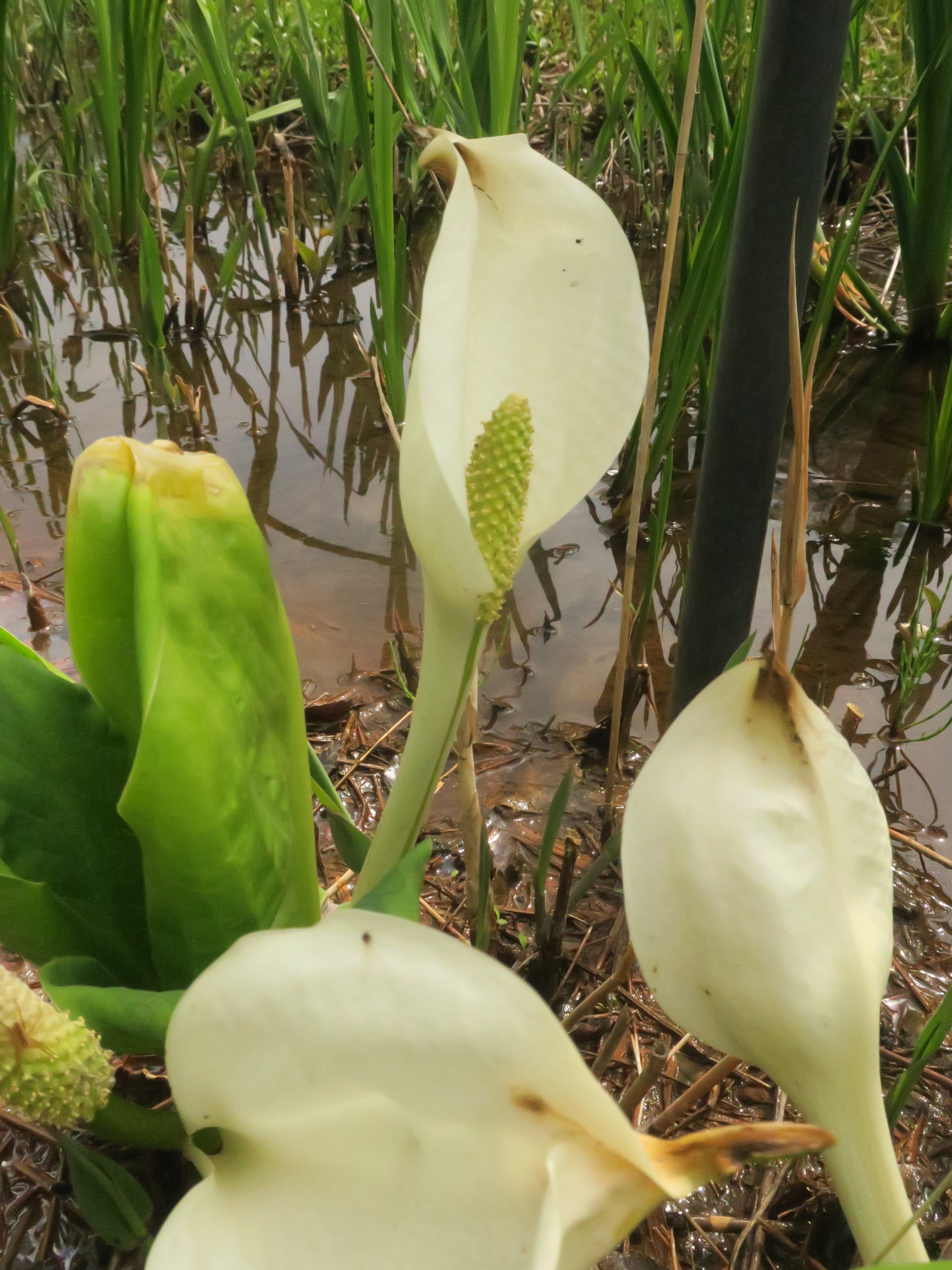 神代植物公園 ニュース Parksjindai Twitter