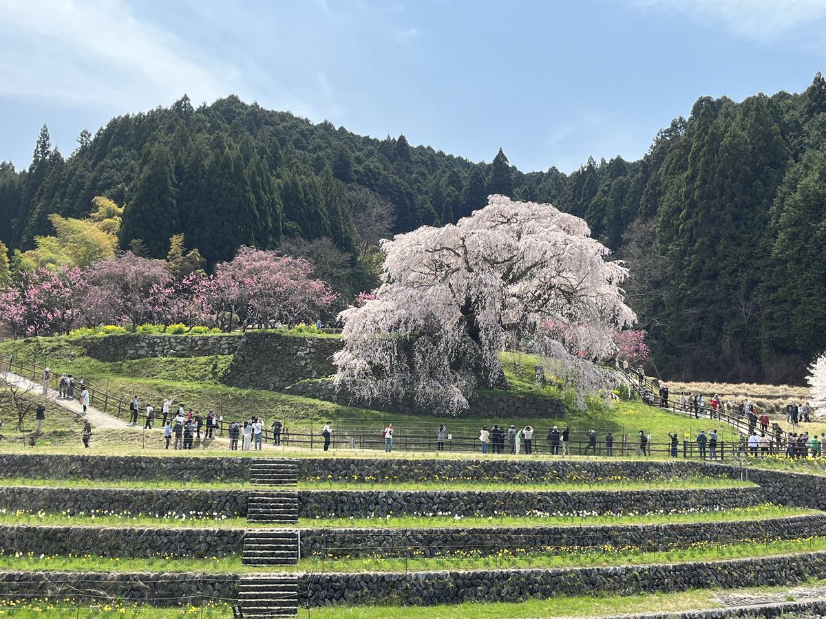 itchyfeet2020's tweet photo. 九分咲きの又兵衛桜🌸
ここを含め、宇陀周辺は魅力的なサイトが多いなぁ
#Matabei sakura
#又兵衛桜 https://t.co/WjU0cpnoJe