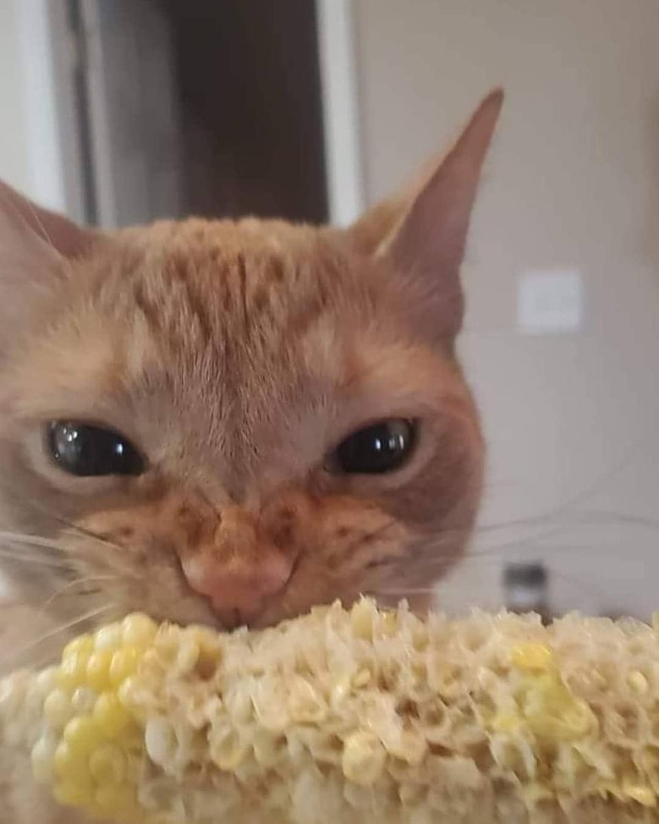 cats being weird little guys 👅 (@weirdlilguys) on Twitter photo 