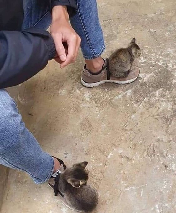 cats being weird little guys 👅 (@weirdlilguys) on Twitter photo 