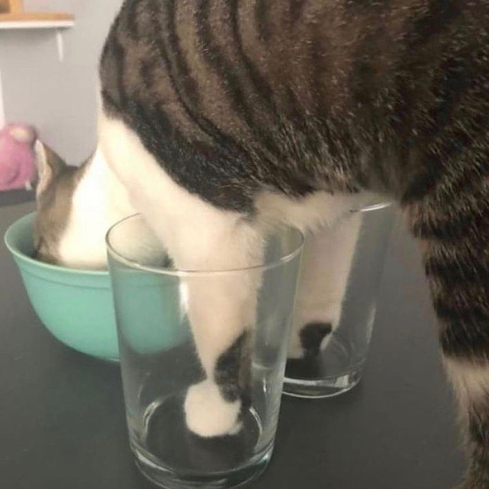 cats being weird little guys 👅 (@weirdlilguys) on Twitter photo 