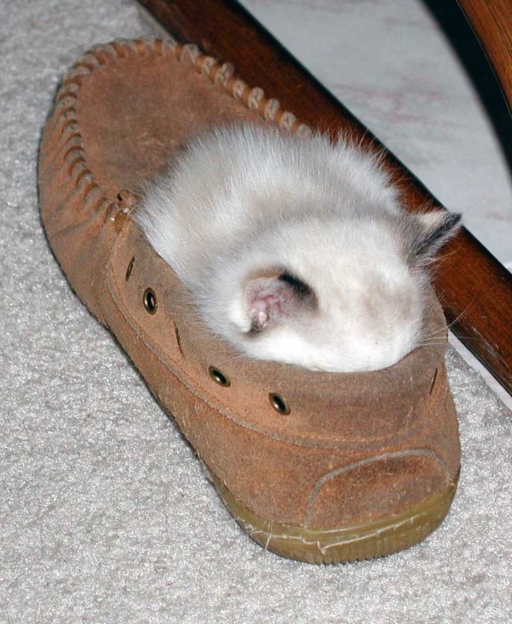 cats being weird little guys 👅 tweet media