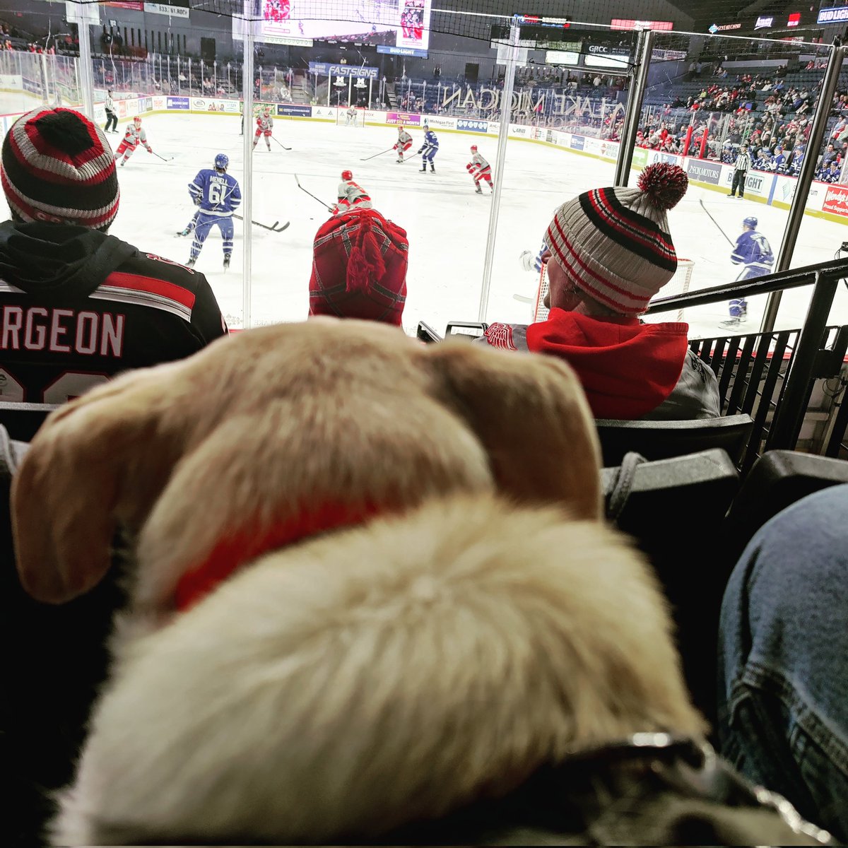 longleaf616's tweet photo. @FPHMonsters #Finn is his favorite person at the games. He spots him from across the arena and waits for him https://t.co/xnMFtorLMc