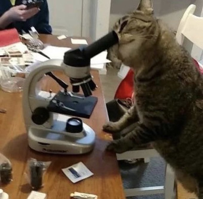 cats being weird little guys 👅 (@weirdlilguys) on Twitter photo 