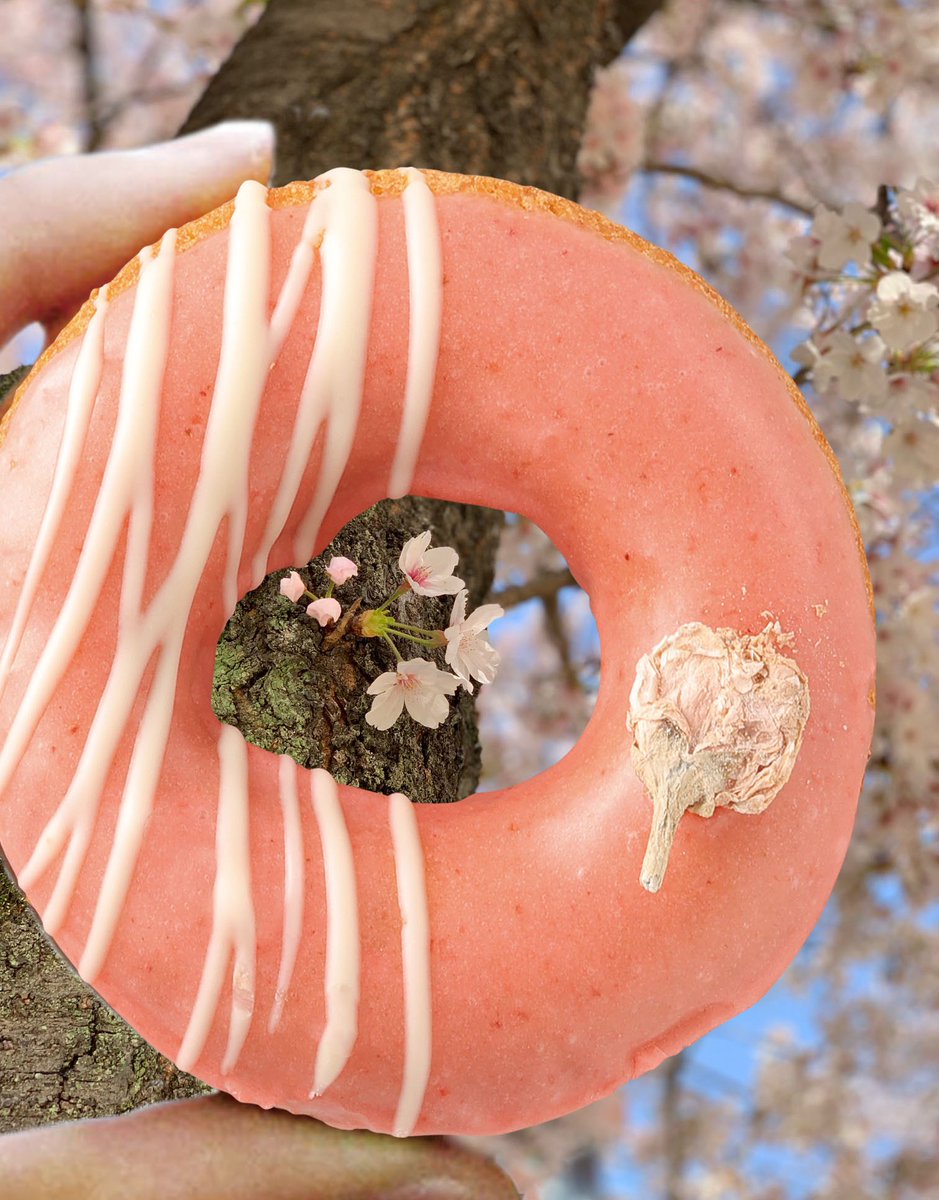 haradonuts's tweet photo. 桜のフェアドーナッツまだ食べてない方は急いでくださいっ🫢！！
4月14日までの限定商品ですよ〜💨

🌸🌸🌸🌸🌸🌸🌸🌸🌸

桜フェアドーナッツは
抹茶とストロベリーの2種類ご用意ございますっ🍩🍓🍃

みなさんもこの写真真似してみてくださいっ絶対映えます😝📸 https://t.co/6cEgtehNTp
