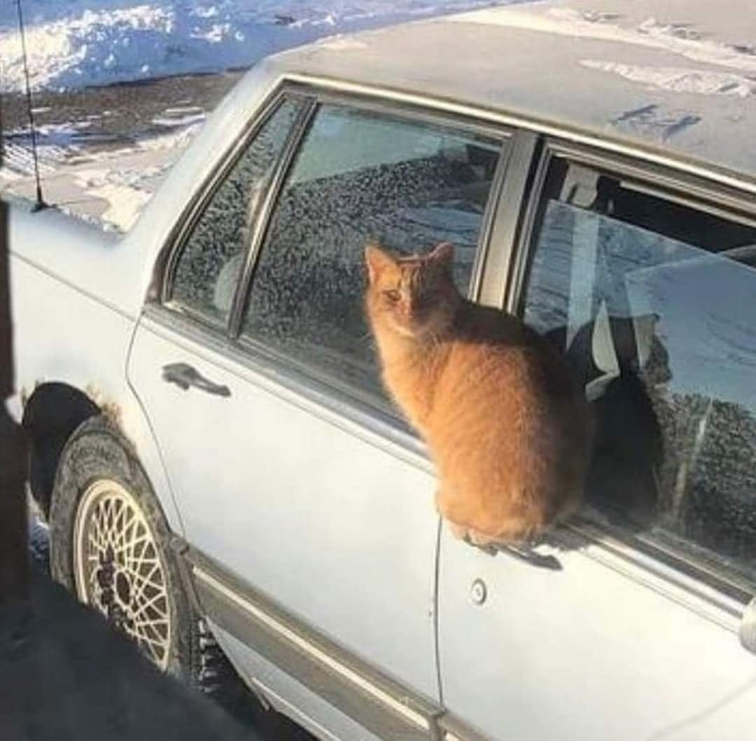 cats being weird little guys 👅 (@weirdlilguys) on Twitter photo 