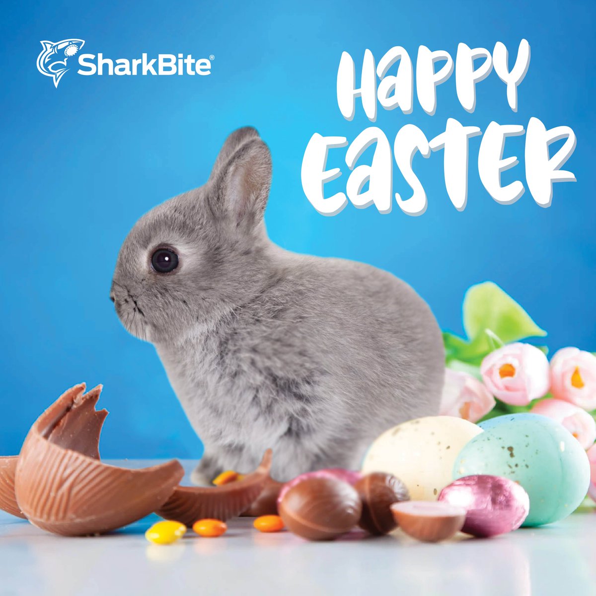 Happy Easter to all! We hope you enjoy a
delicious egg with your family and friends this Easter
break.

#SharkBiteAustralia #NothingBeatsTheShark
#CutPushDone #Easter #Chocolate