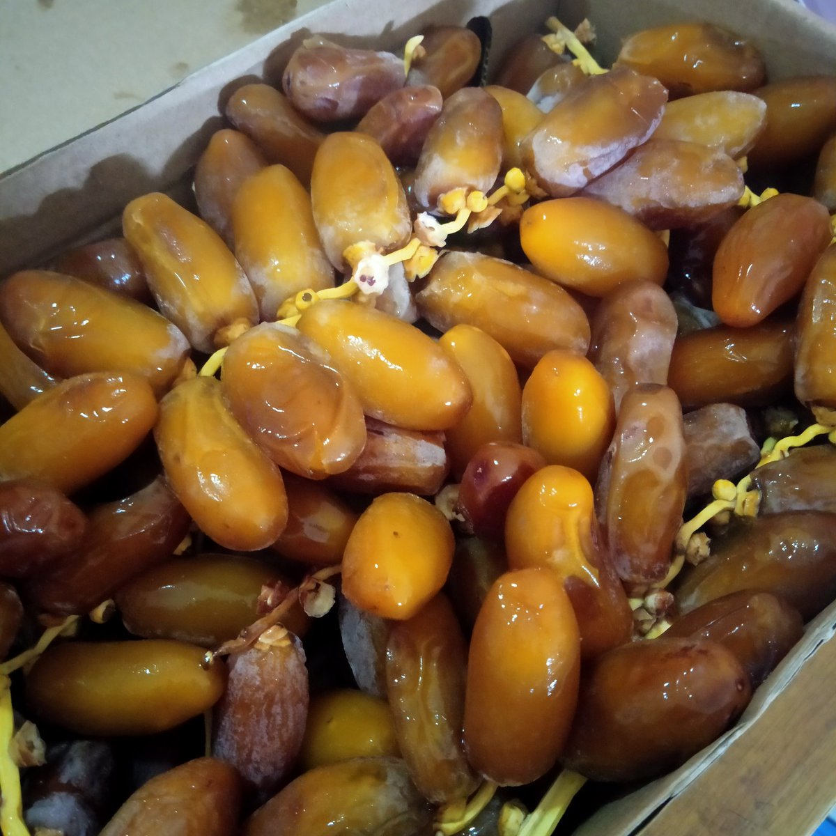 arieparikesit's tweet photo. Yuk jajan #Ruthab segerrrr
2kg 265K
1kg 140K

Kurma #Sukhari 850gr - 70K

Kurma #Ajwa 1Kg - 215K

Dikirim dr Cibubur West Java
Ongkir flat Jabodetabek/Bandung 20K

Kota lain dgn Paxel sesuai tarif

Order
https://t.co/fidR4edBQF https://t.co/8Y4qv5aFHJ