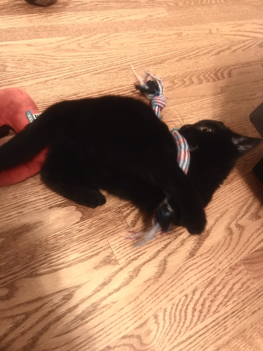 FordandFrida's tweet photo. He. Must share. The good toys. #FridaProblems #AdventuresOfFordandFrida https://t.co/ClK6J0PTBh