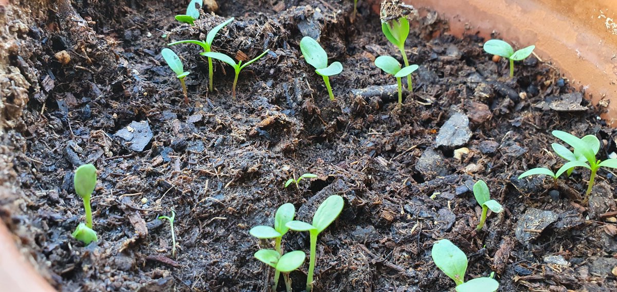 Finally I planned some milkweed🦋🦋💖❤️🌱🌸🌼🌺💐
#butterfly #milkweed #Arizona <a href="/jorgeavalencia/">Jorge Valencia</a>