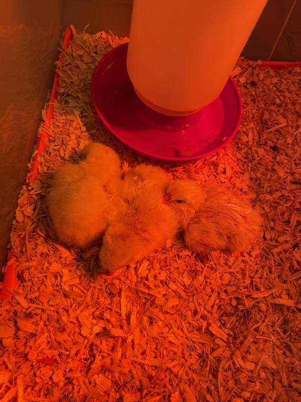 We welcomed 3 new students today!  💛🐣🐤🐥💛