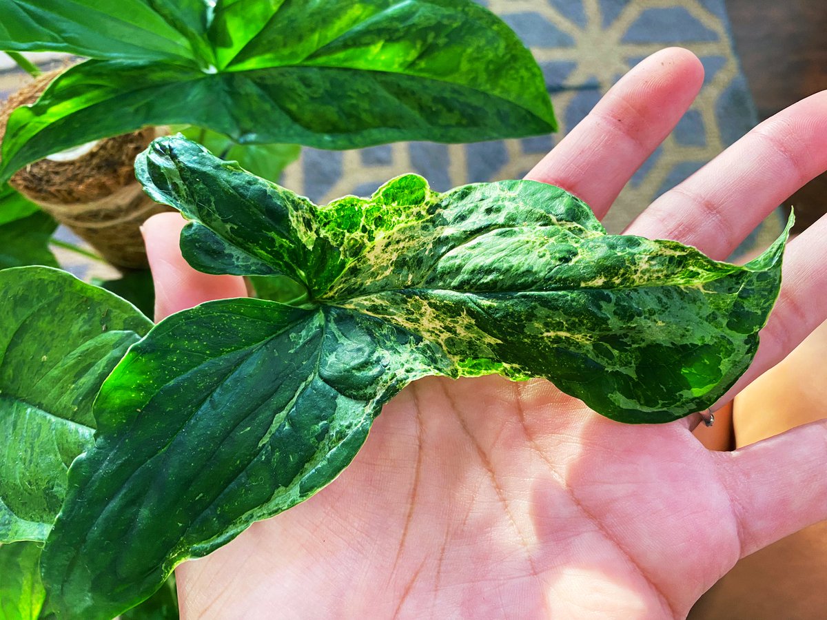 PlantObsessed1's tweet photo. Syngonium Mojito π
In love with this plant!
#planttwitter #houseplants #leafappreciation https://t.co/0PFPpolYWH