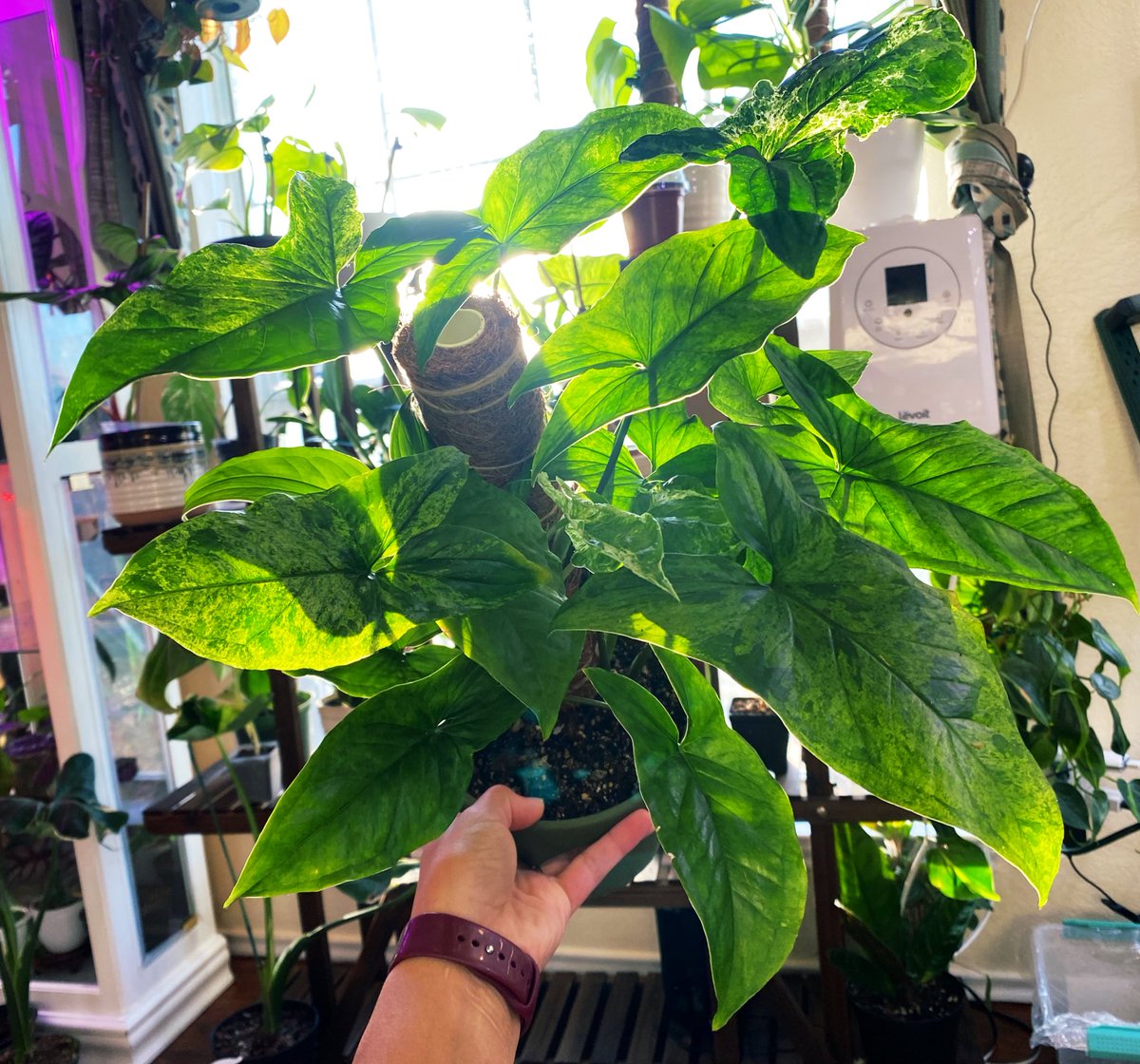 PlantObsessed1's tweet photo. Syngonium Mojito π
In love with this plant!
#planttwitter #houseplants #leafappreciation https://t.co/0PFPpolYWH