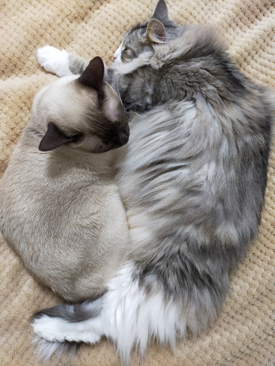 猫カフェにゃーにゃーにゃー 愛知にある猫カフェ 子猫のへや