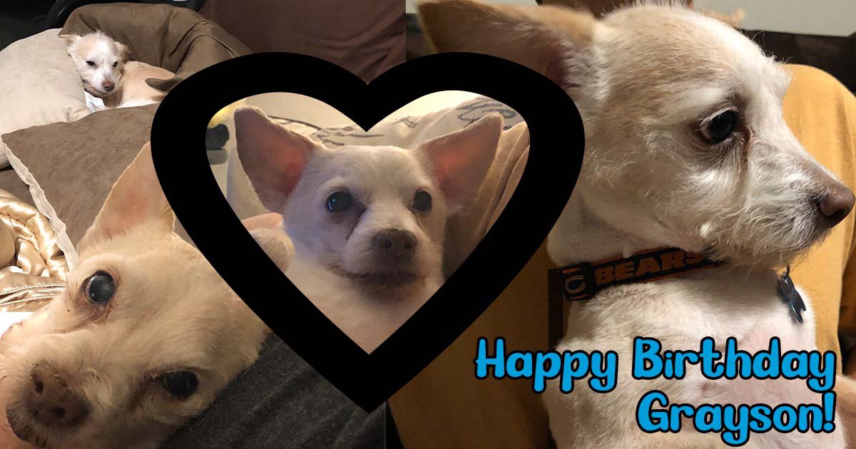 AskWilburTheCat's tweet photo. #happybirthday Grayson!! 15 years and fabulous! We love you! #chihuahua #moregrayson #chihuahuasofinstagram #chihuahualove #dogsofinstagram #doglife #dogbirthday https://t.co/9YTwvYDPO3