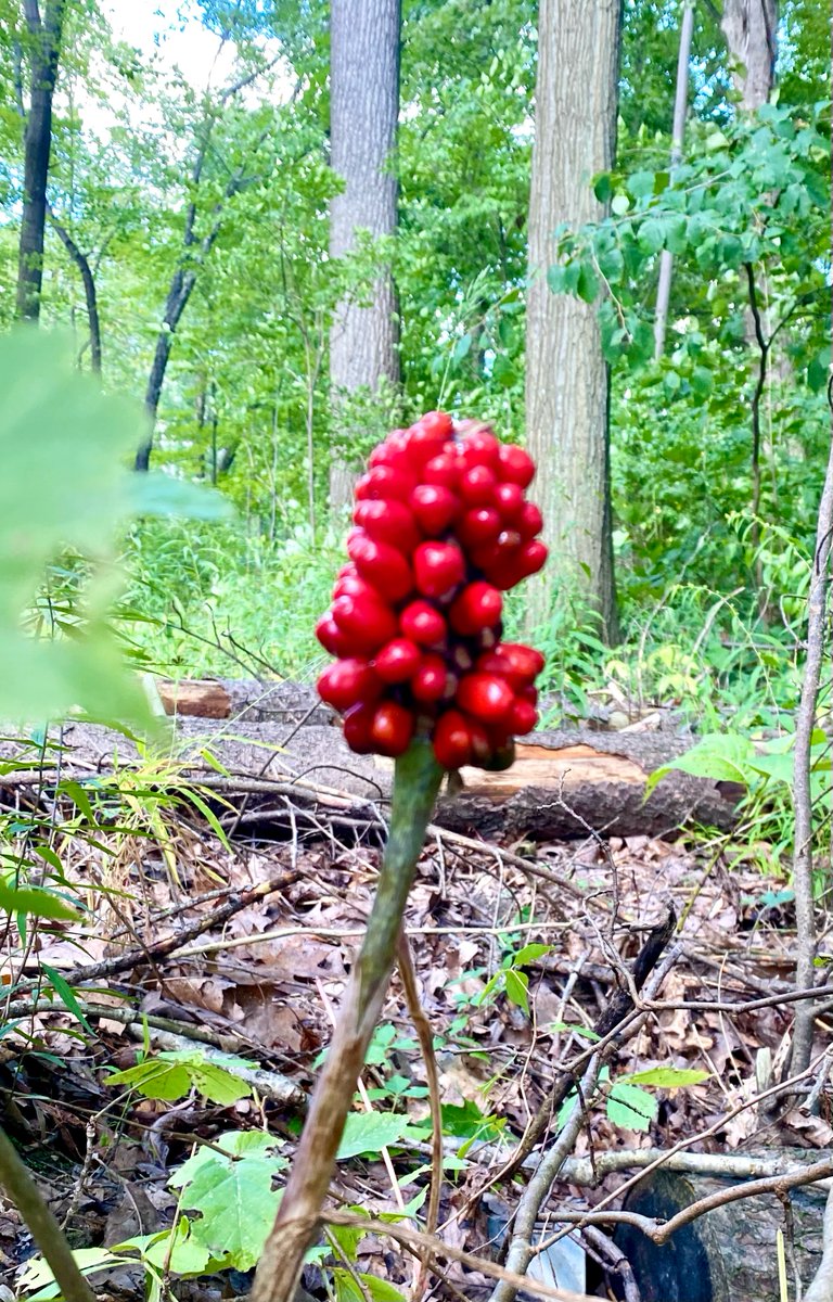 It doesn’t need to be perfect to be beautiful #NatureBeauty #plants