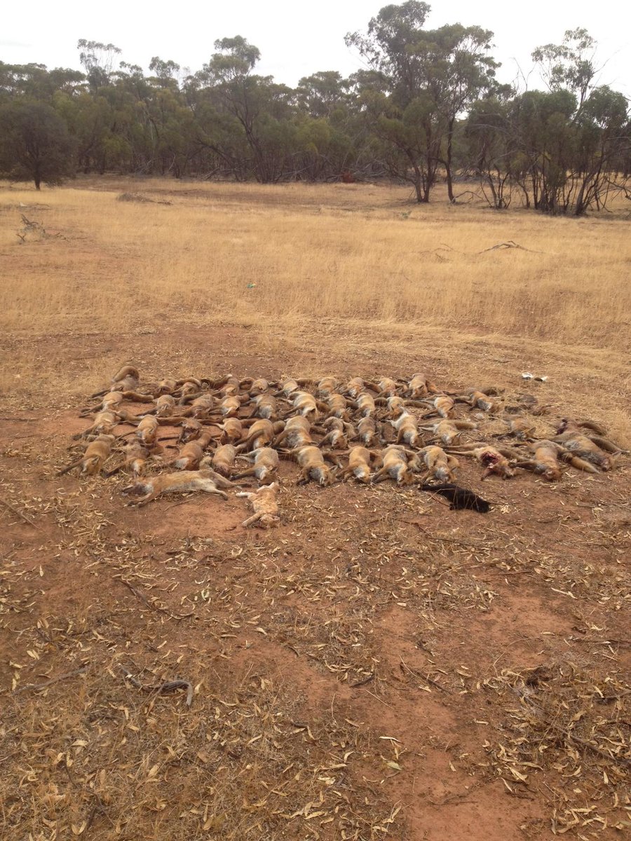 RedCardRF's tweet image. Best of luck to the teams in Dumbleyung this weekend! There’ll be out and about on Friday and Saturday with the tally brekkie on Sunday. ow.ly/4YFC50IvLtb