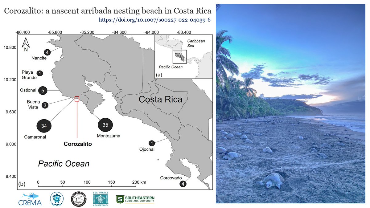 Corozalito a new arribada nesting beach.

I am extremely happy to share with all of you our most recent research paper about the new nascent arribada nesting beach in Costa Rica. 

link.springer.com/article/10.100…