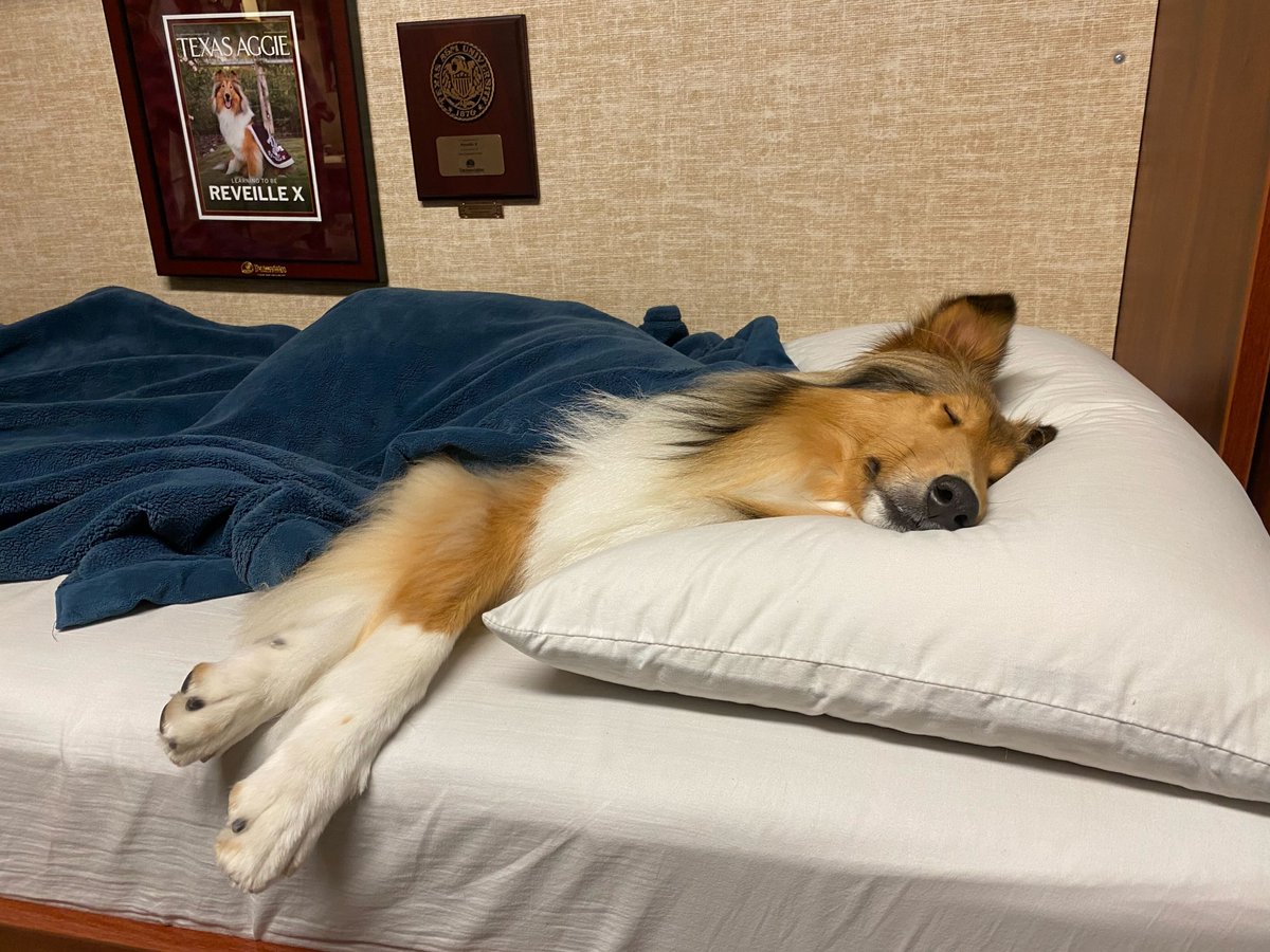 Goodnight, my Aggies...I'm off to count squirrels! 😴 🐾