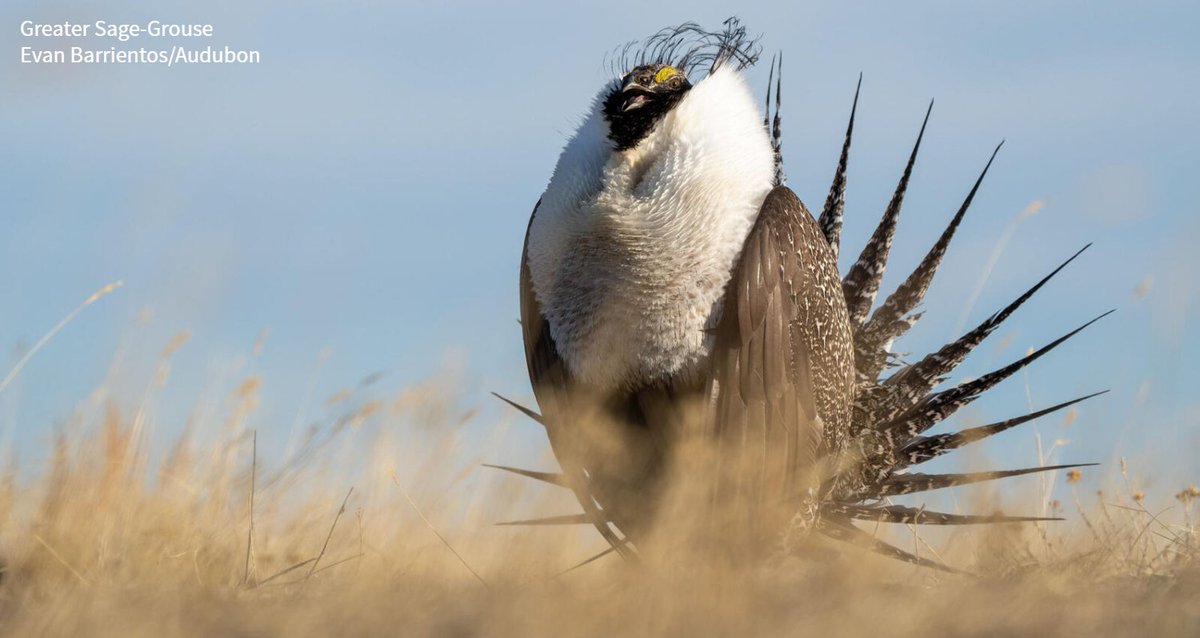 audubonsociety's tweet photo. A recent report found an 80% decline of Greater Sage-Grouse populations since 1965. And their precious habitat is threatened by an aggressive non-native grass. Urge Congress to support sagebrush habitat restoration today and #SaveGrouse: https://t.co/Z2ThZ0UaWQ https://t.co/iMD2srR96n