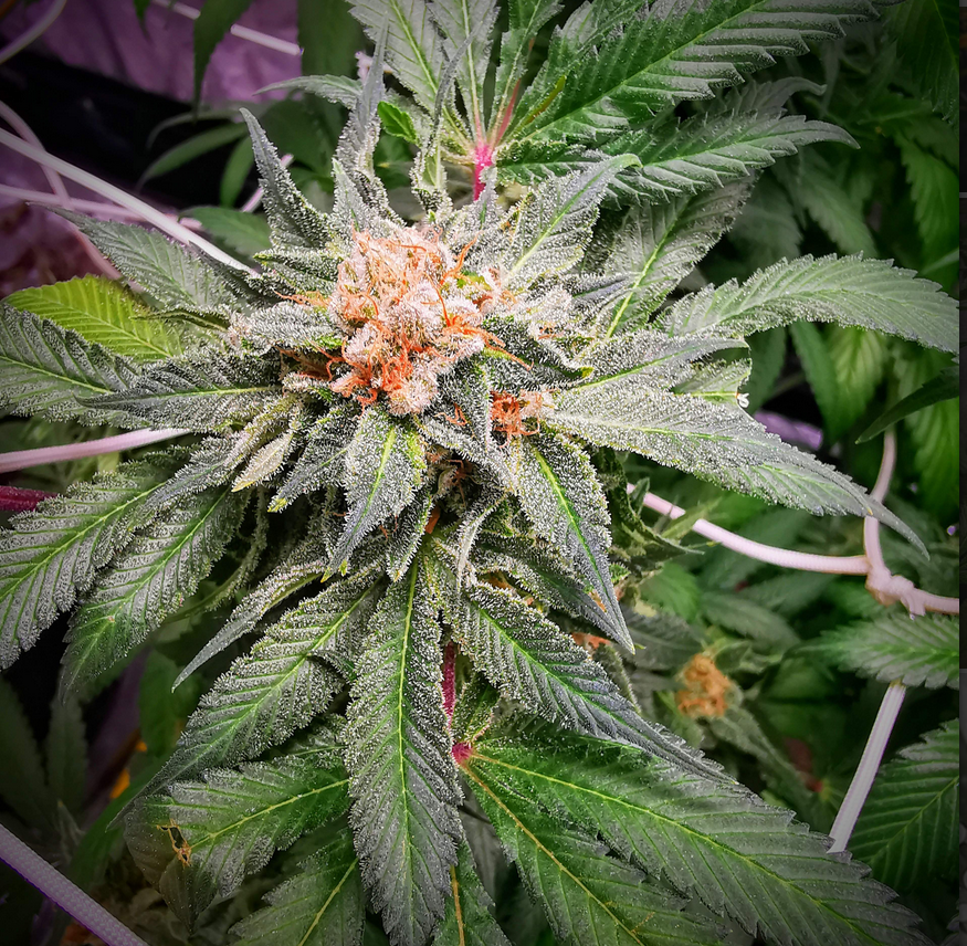 ViparSpectraLED's tweet photo. Great strain to grow!! Strong resilient and they needed up great!! Grow under: 2x #ViaprSpectra #LEDgrowlight P1000. (Breeder: TheReefinery) https://t.co/KquqqjKBBQ