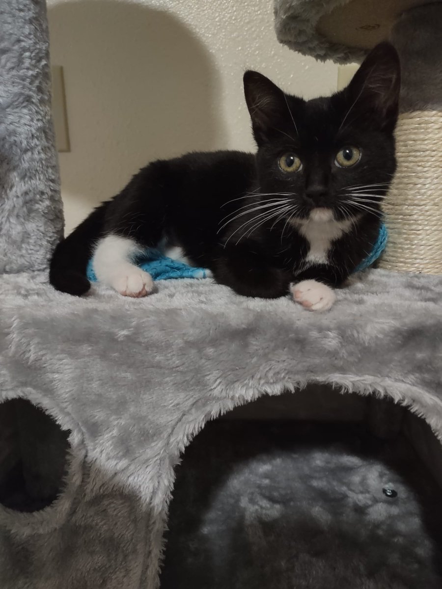 anna_and_nfts's tweet photo. Talking about #NFT and kitties...

Meet Sophie, my new adopted kitty!

She looks like her sister from @MeleeKittensNFT https://t.co/R3lS2OfQKJ