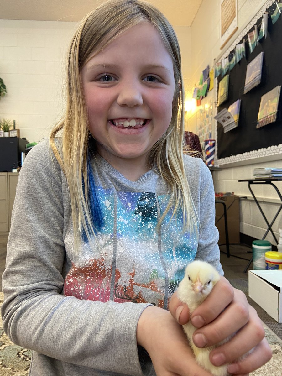 MrsSChaussee's tweet photo. #HighlandAcres students and staff had a blast learning about the life cycle of chicks! Learning can be so fun!! #learnbps @BEA_Bismarck @BismarckSchools https://t.co/t3k4ZSSQAq