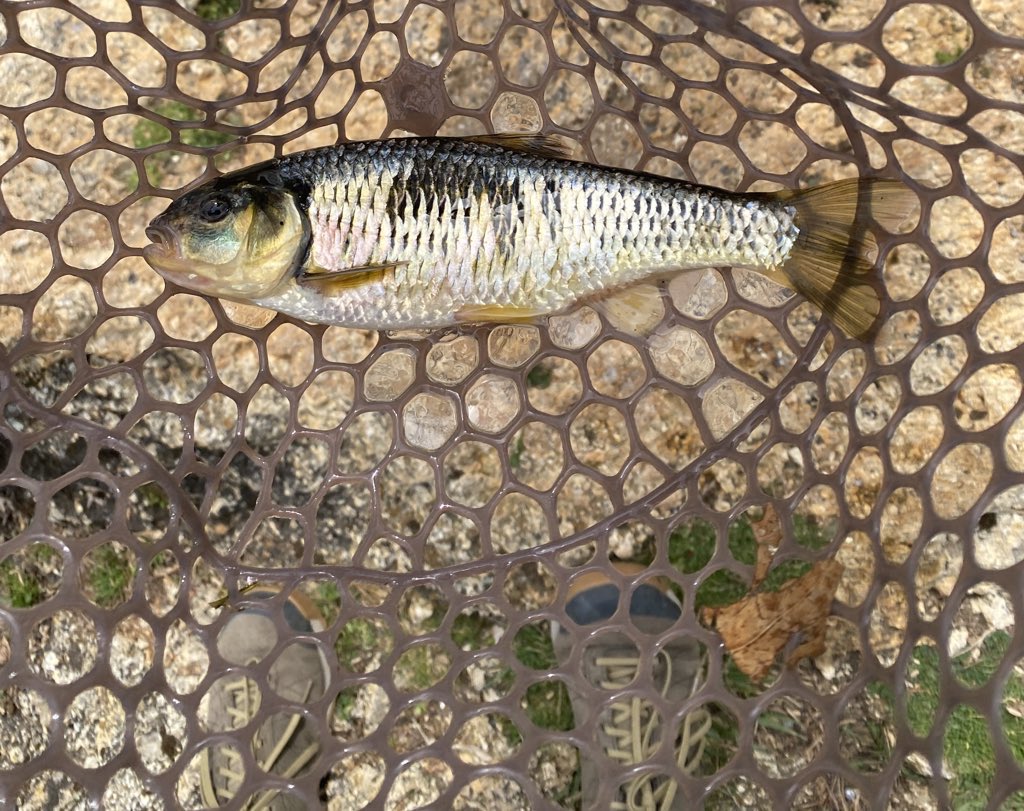 DilipVishwanat's tweet photo. My oldest son caught this in NE Arkansas. Haven’t the foggiest idea what it is. @FishOn_FishOff suggest I ask you @eatguineapigs. Cheers! https://t.co/aB3yVdxwUi