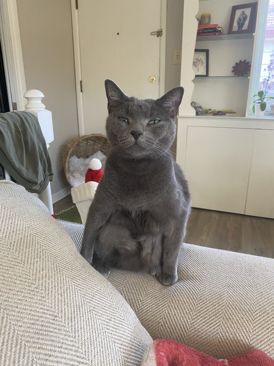 catoconn's tweet photo. @weirdlilguys It’s a gray cat thing https://t.co/B9XCZpQGzU