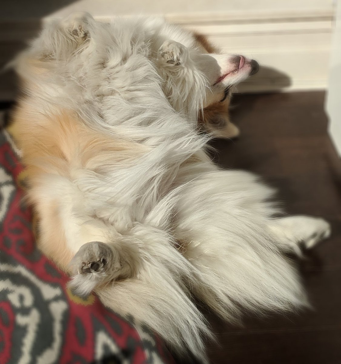 kimchithecorgi's tweet photo. Can you believe it's only Wednesday? πͺπͺπͺ
#wednesday #wednesdaymood #wednesdayvibes #tired #humpday #humpdaymotivation #corgo #corgi #fluffycorgi #fluffydogs #flooftastic #sleepypuppy #sleepy #torontodogs #Toronto #ontariodoggos #ontario #Canada #canadiandogs #Kimchithecorgi https://t.co/EGAHf8oPQ4