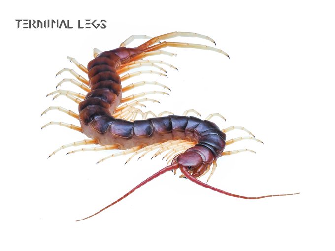 ムカデのtwitterイラスト検索結果 古い順