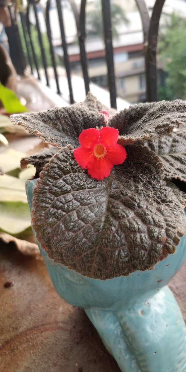 Alka_Dhupkar's tweet photo. Episcia cupreata bloomed this morning.
@ChetanGangavane
#mylittlegarden #terracegarden #urban #Plants
Padma awardee Parshuram Gangavane ji from my native place #pinguli gifted this plant in December. We took really good care of it & now I feel rewarded. #episciacupreata https://t.co/7VlQ99Wd84