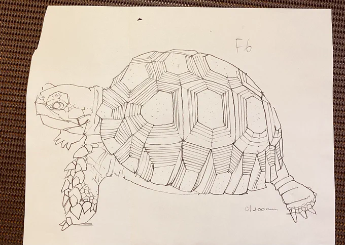 F様ご依頼新規オーダー制作
ケヅメリクガメ、制作開始します。 