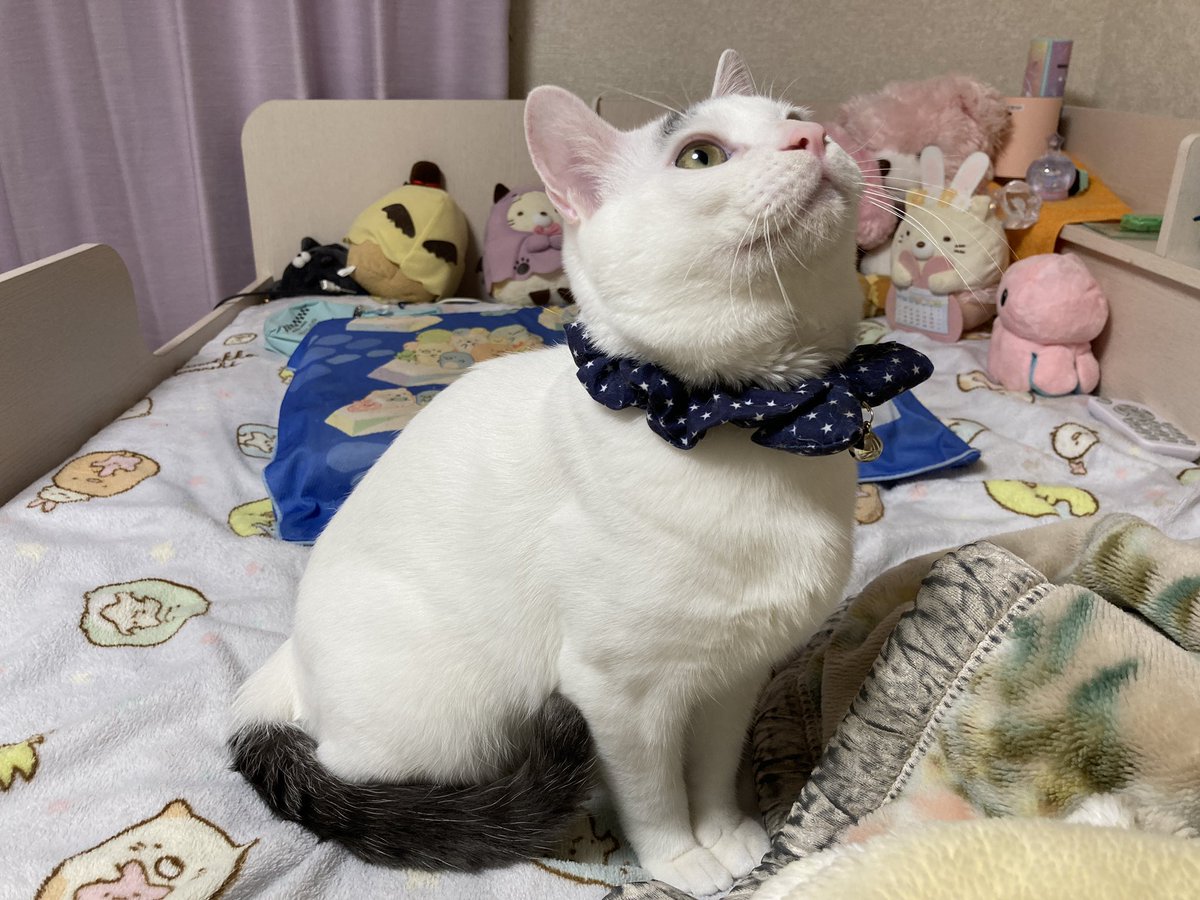 HotaruNatuki's tweet photo. 10月に保護して5ヶ月…くらいかな？
はゆちゃん発情期が始まってしまい…明日手術となりました。頑張ってきます！(；ω；)

…体重がまさかの4.1キロ😥💦
なっちゃん4.3キロ。我が家でスクスク成長してます！💦😱
#ねこ 
#保護猫 https://t.co/3ywafsQWtn