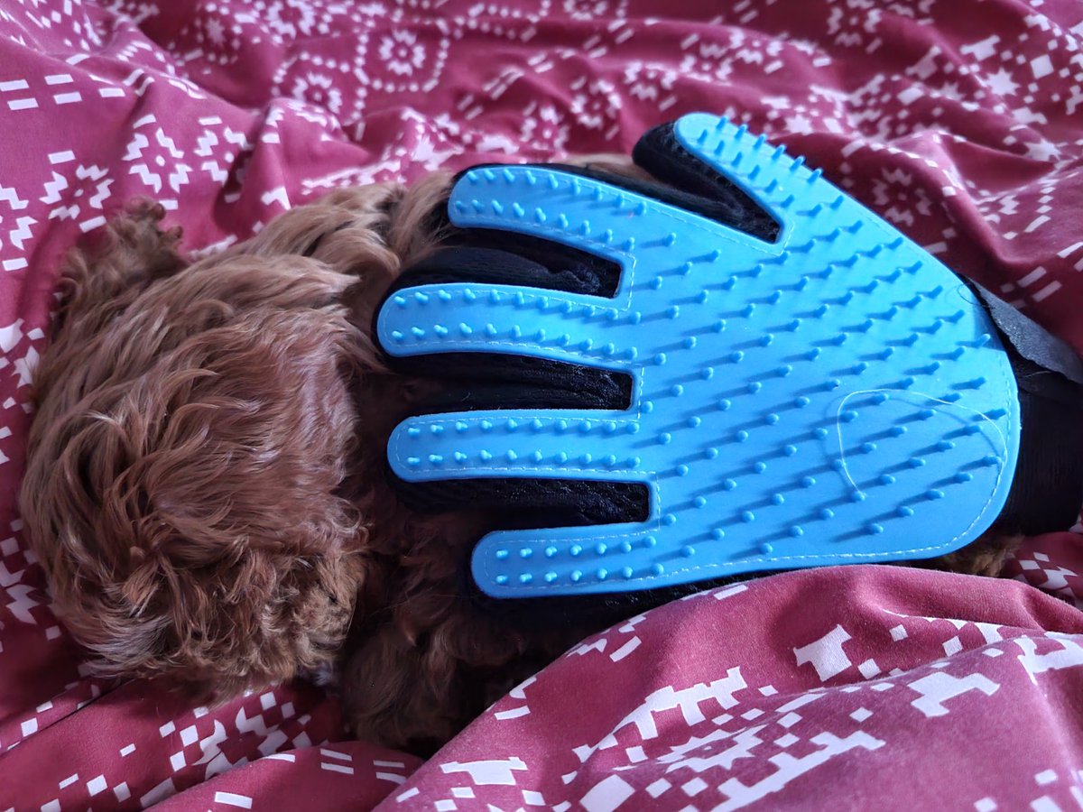 marie_kate2's tweet photo. Helen under a standard gardening glove 🤣 #TinyPup https://t.co/xGOLvDeJJC