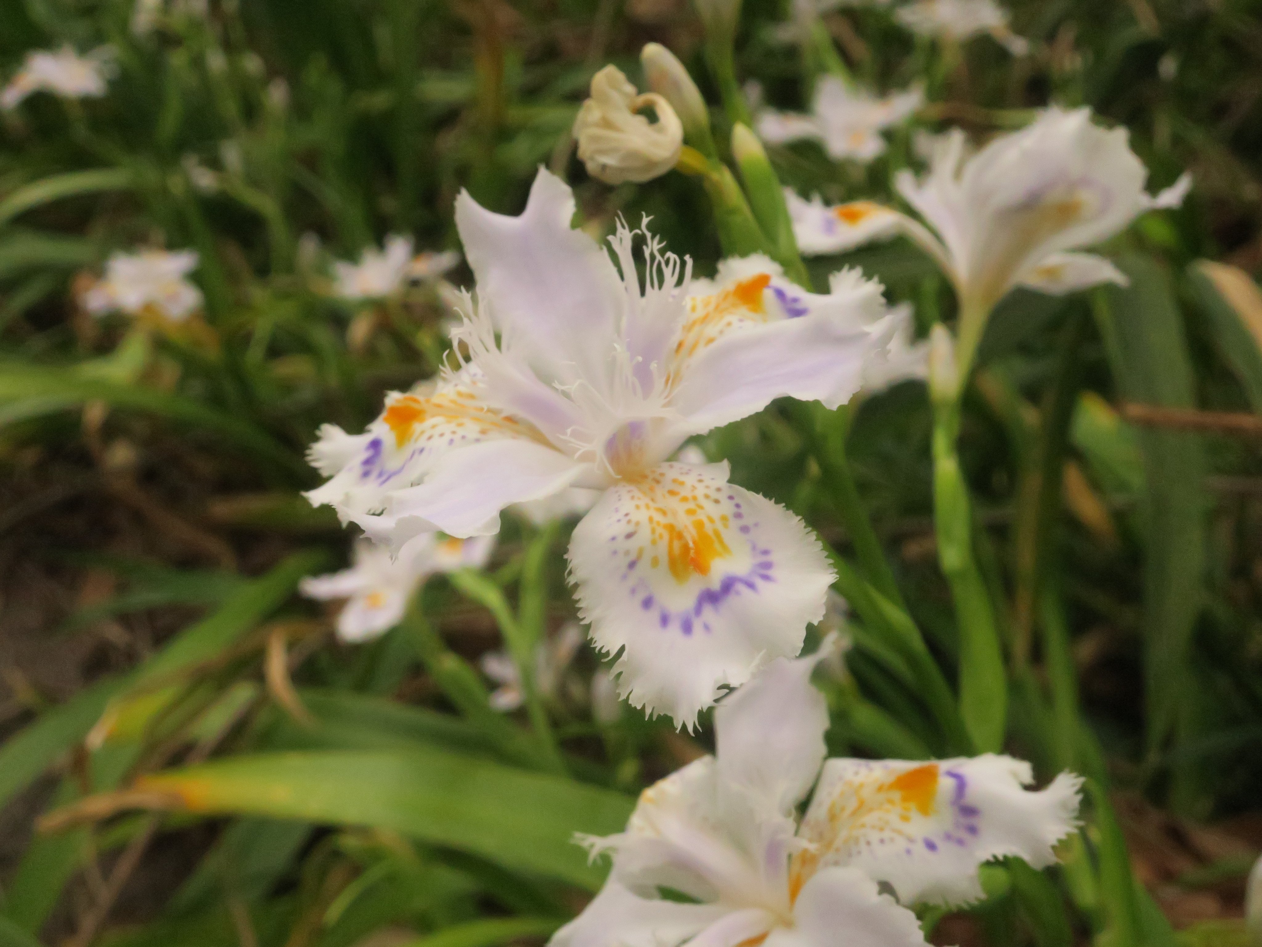 神代植物公園 ニュース Parksjindai Twitter