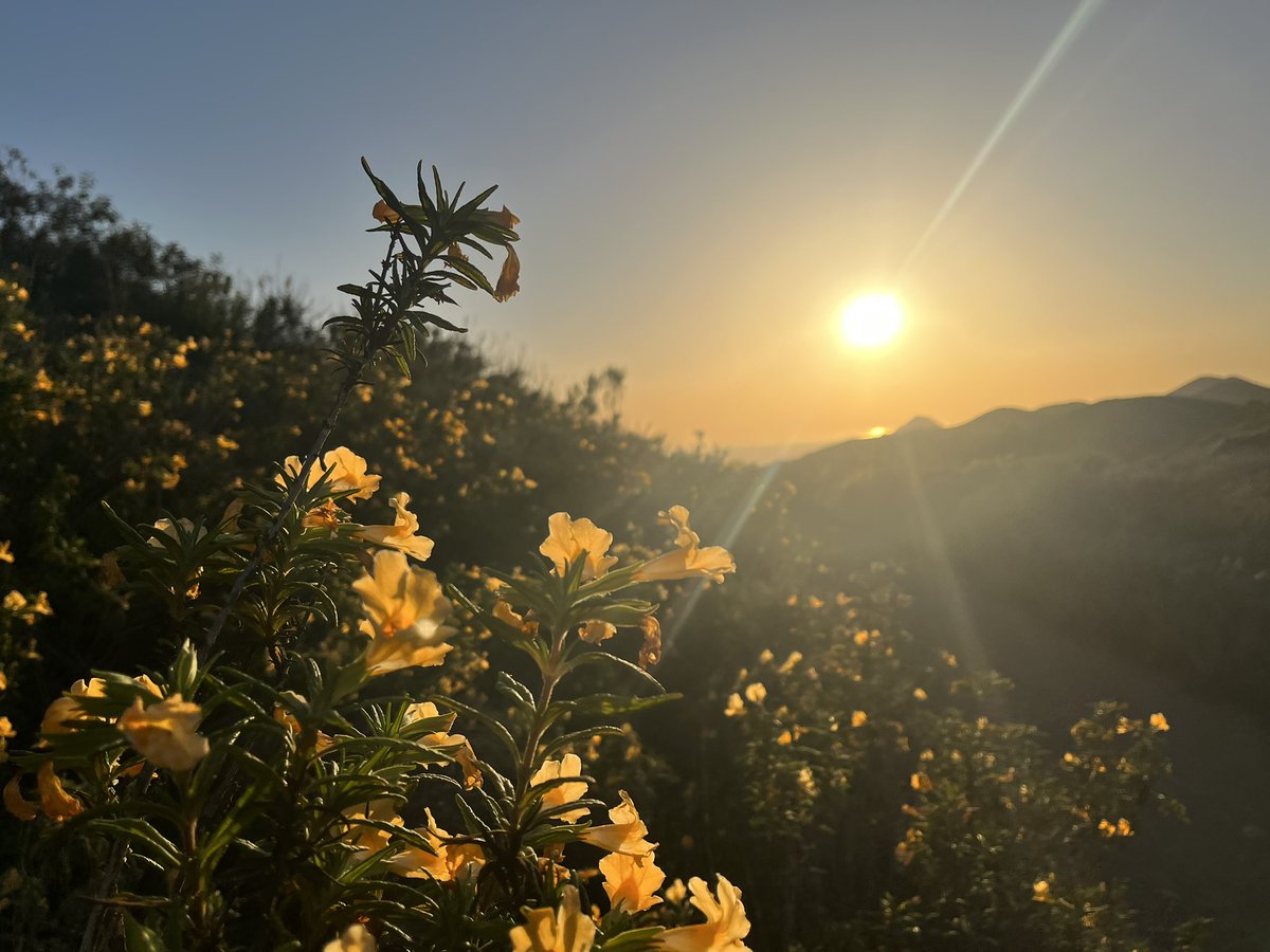 fischshead's tweet photo. Las Brisas Trail and Cottontail Trail

The North slopes absolutely covered in sticky monkey flower!
@COSChallenge https://t.co/jc1tjUPYGD