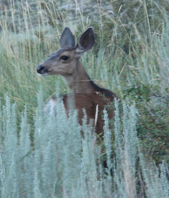 DeerHourly's tweet photo. https://t.co/pS1SPrp6FF