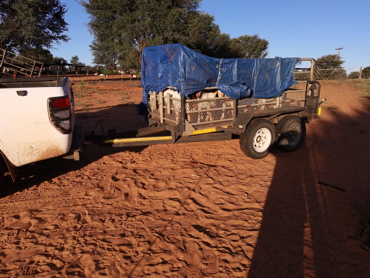 AbrahamApplegr2's tweet photo. Like sand through the hourglass, they continue leave Arizona Farm for new destinations. Some come for goats and leave with dogs in between. You can't satisfy a farmer. Mahikeng is their next stop. Thank you farmers for your interest in my product . https://t.co/XXJbQgDe9n