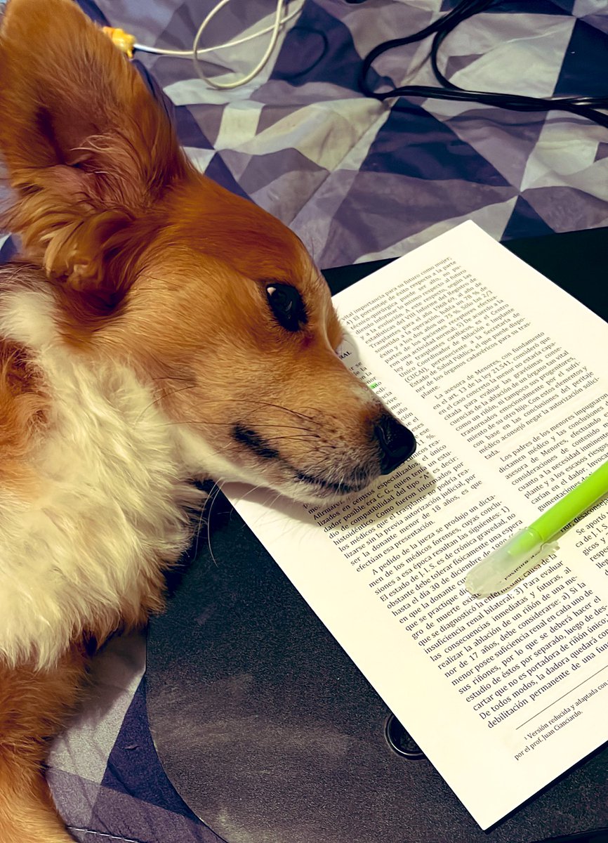 Elmarin220's tweet photo. Descripción gráfica: tengo que leer pero no tengo ganas…. #petlovers https://t.co/UeLsFhAsJt