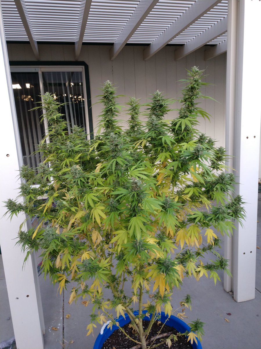 Murruyana's tweet photo. #Murruyana 🌿✌ https://t.co/4Q45ugWcbx