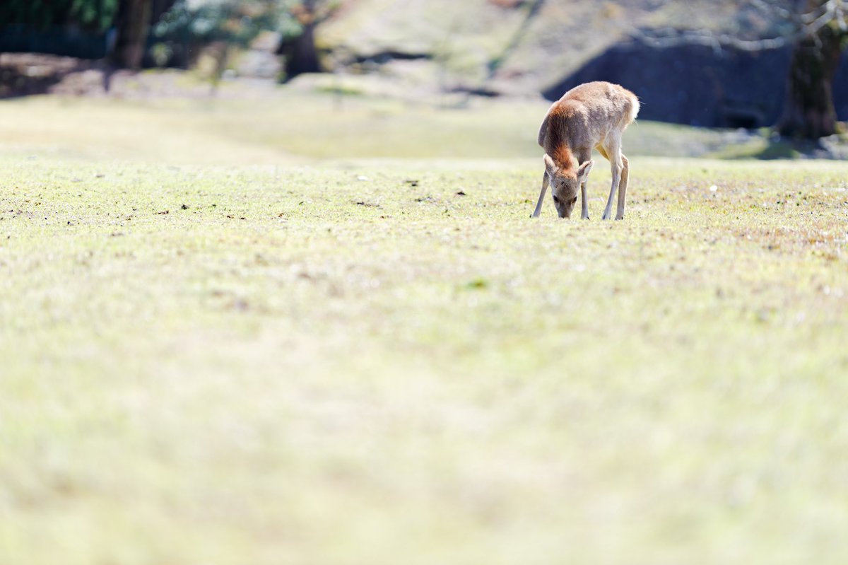 AD20xx_'s tweet photo. シ��マ105mmARTレンズで撮る春🌸🦌🕊
#ファインダー越しの私の世界
#写真好きな人と繋がりたい
#キリトリセカイ
#サクラ #撮影 #奈良 #カメラ
#sigma #ART #A018 https://t.co/c754wJGX4G