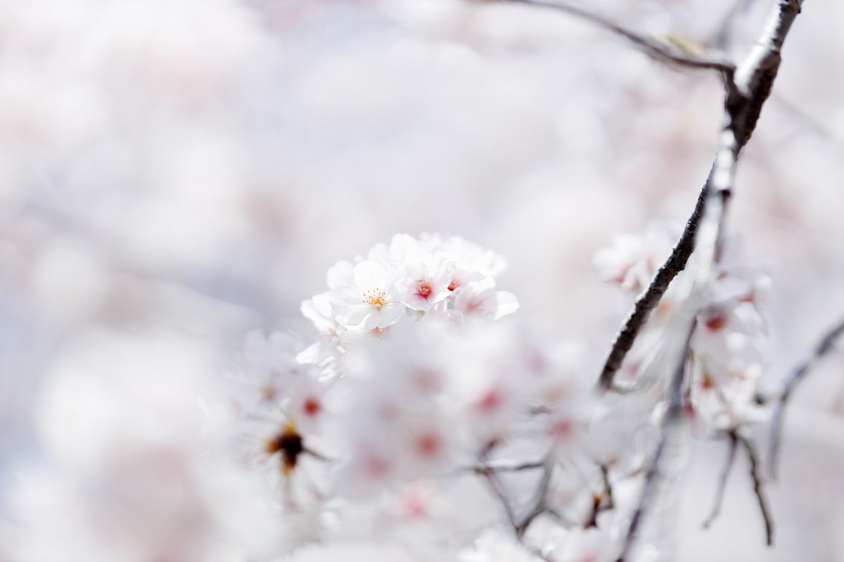 AD20xx_'s tweet photo. シ��マ105mmARTレンズで撮る春🌸🦌🕊
#ファインダー越しの私の世界
#写真好きな人と繋がりたい
#キリトリセカイ
#サクラ #撮影 #奈良 #カメラ
#sigma #ART #A018 https://t.co/c754wJGX4G