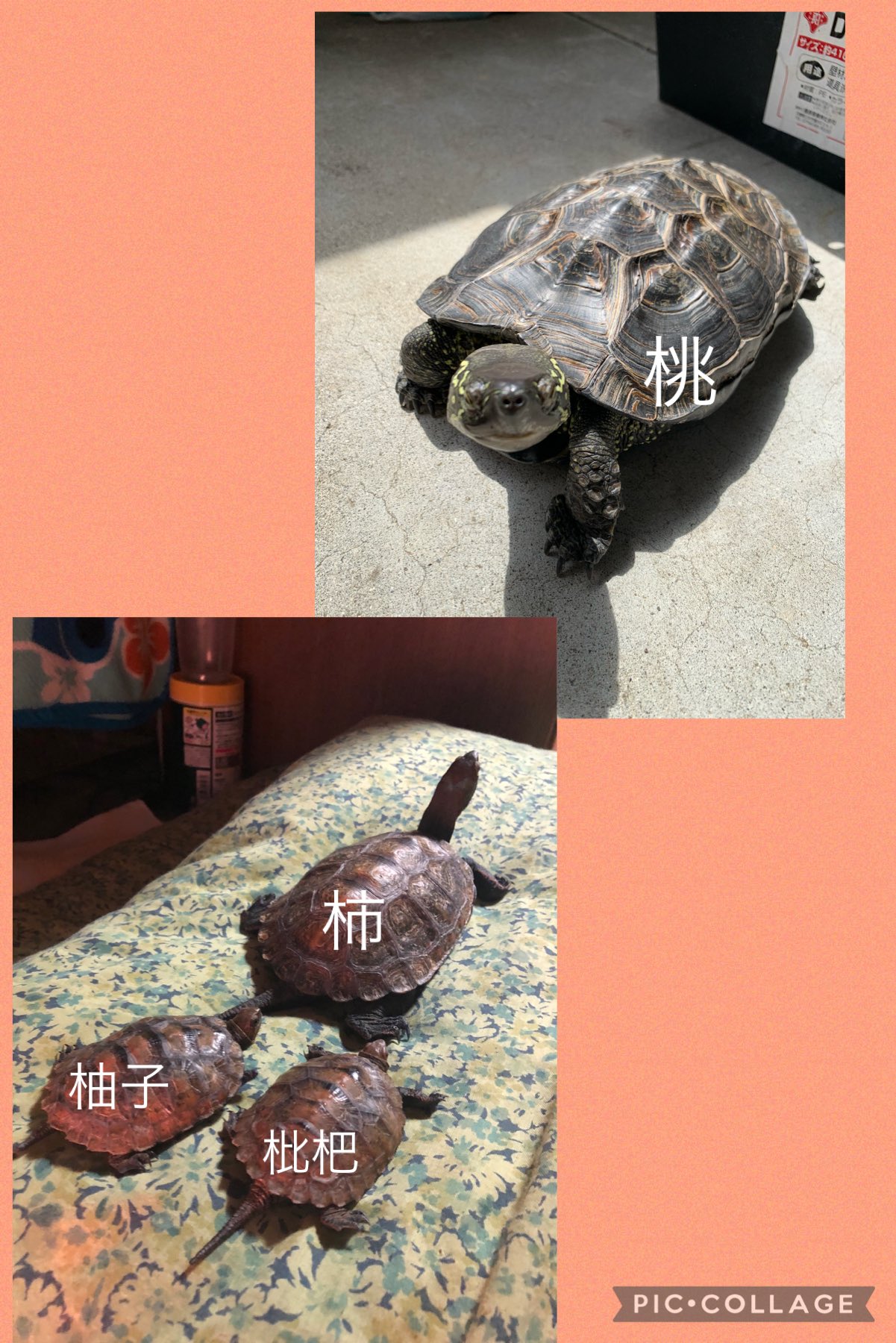 美穂٩ ๑ ᴗ ๑ ۶ Momokaki3927 Twitter