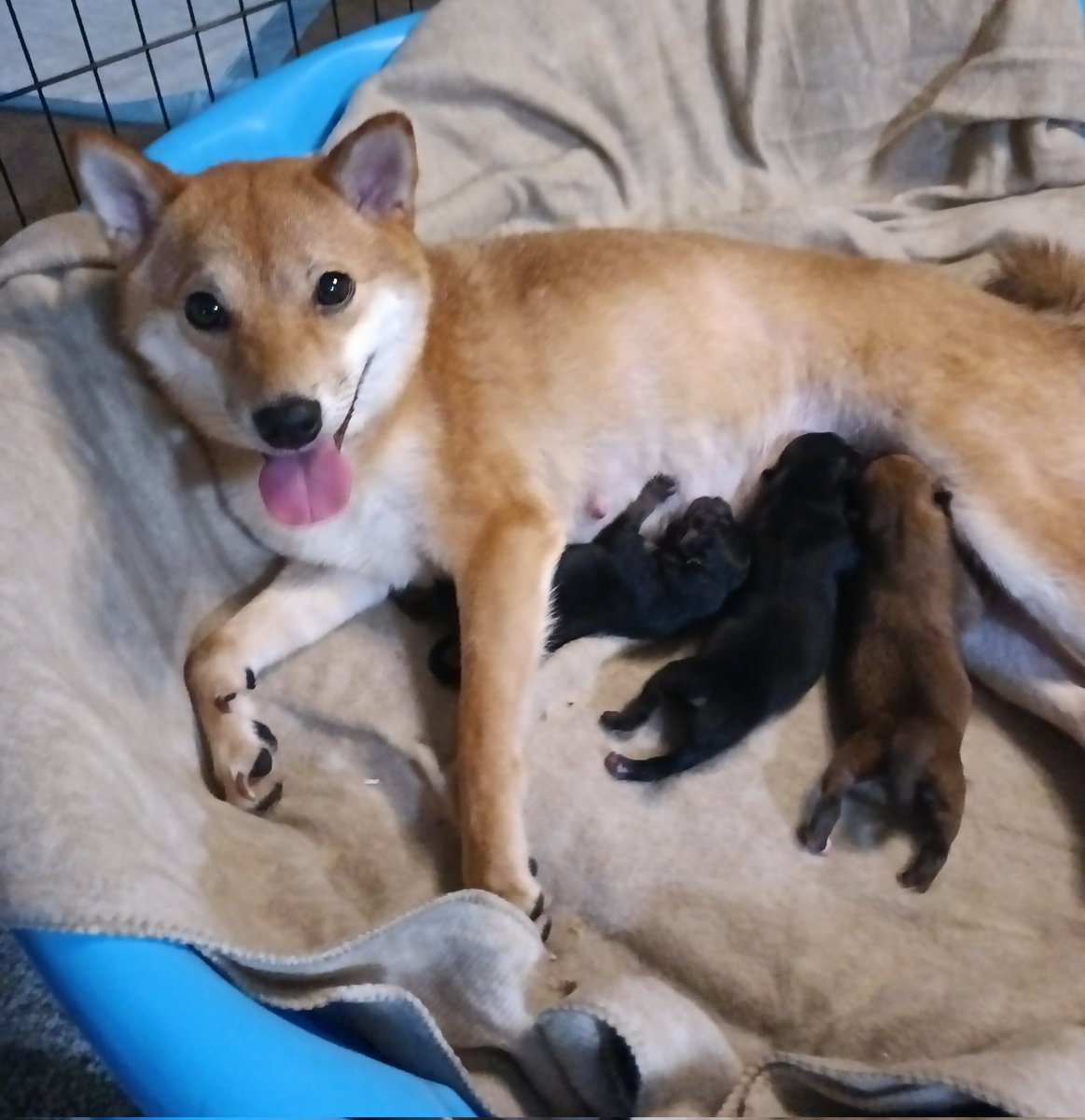 BirdysCreations's tweet photo. Someone please buy my artwork so I can support the newest additions in my family ❤️ https://t.co/NGQUtfjYYz
