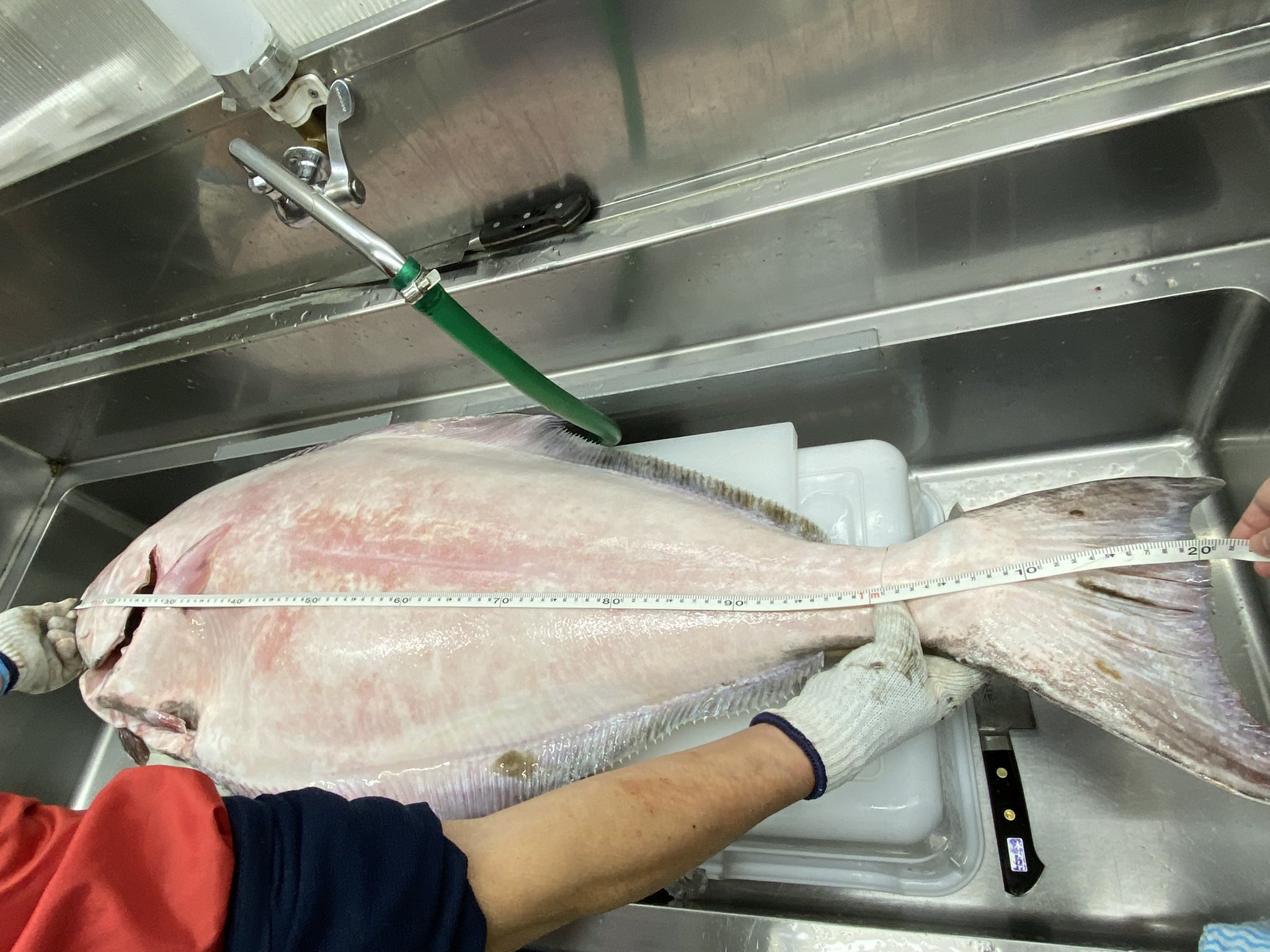 にいかっぷキッチン リーズン鮮魚店 こんにちは 赤ガレイ オヒョウ ヒラメ サメガレイ マツカワ 真ゾイの 刺身用 他のお魚あります 干魚は キンキ 八角 ナメタガレイ があります 1センチのオヒョウがとれたので 載せておきます にいかっぷキッチン リーズン鮮魚店 こんにちは 赤ガレイ オヒョウ ヒラメ サメガレイ マツカワ 真ゾイの 刺身用 他のお魚あります 干魚は キンキ 八角 ナメタガレイ があります 1センチのオヒョウがとれたので 載せておきます